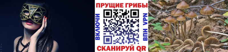 Купить где  Полесск  Галлюциногенные грибы Psilocybe 